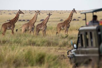 Giraffes herd in savannah