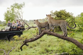 Two leopards on tree watching tourists in jeep, back view